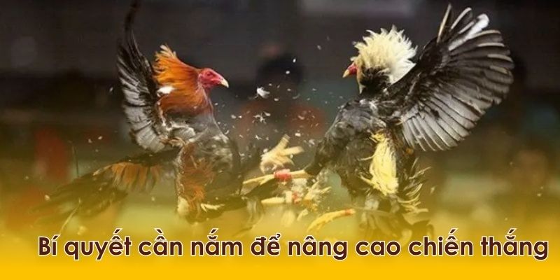 Nắm vững những bí quyết hữu ích để nâng cao khả năng chọn gà