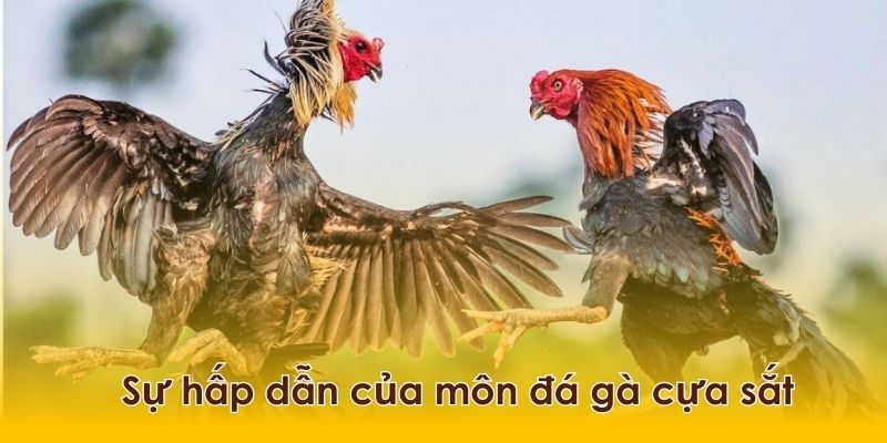 Những trận đá gà cựa sắt kịch tính như thế nào?